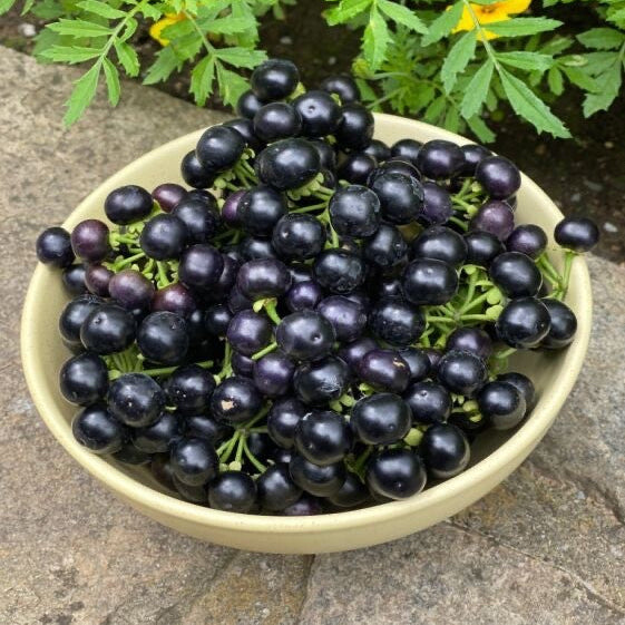 Afrikanische Kiwano seeds for exotic tropical garden plants