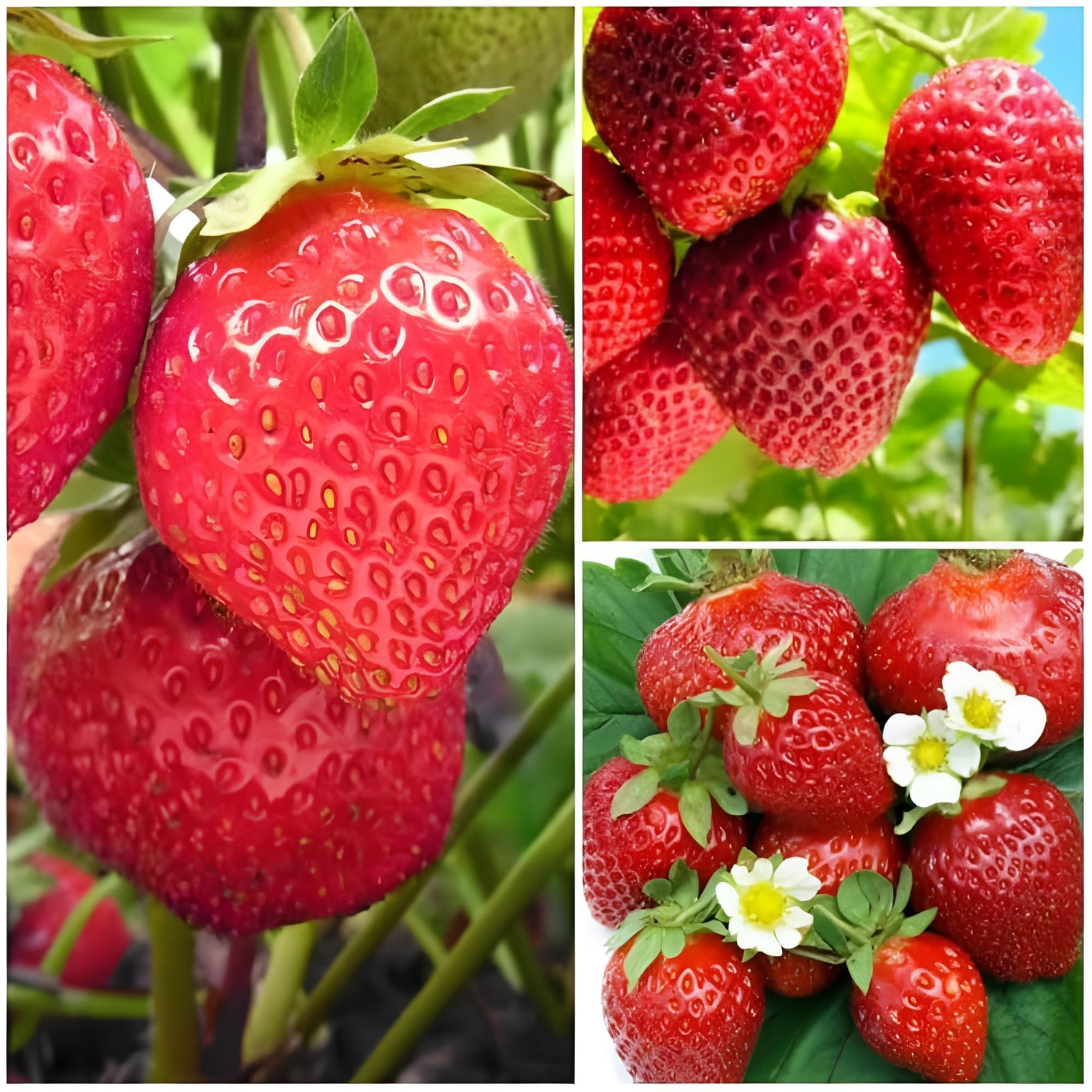 Afrikanische Kiwano seeds for exotic garden plants