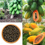 Warm season Kiwano seeds ideal for outdoor planting