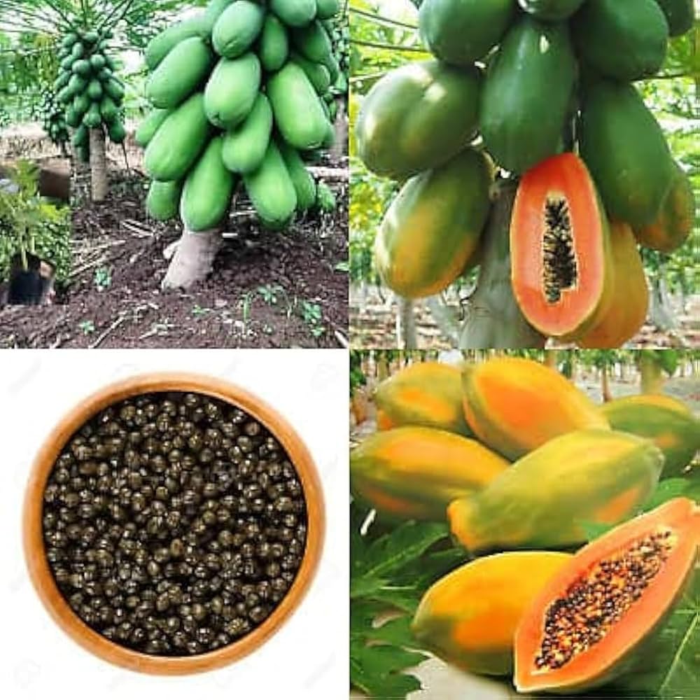 Warm season Kiwano seeds ideal for outdoor planting