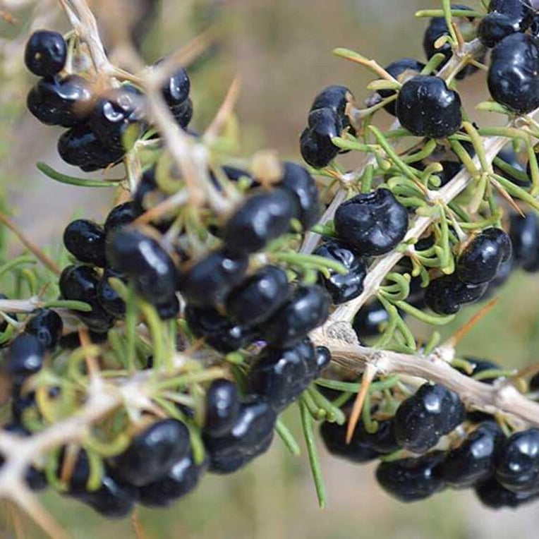 Non-GMO Kiwano spiky plant seeds for outdoor and greenhouse growing