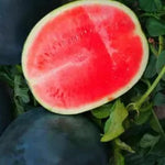 Spiky fruit Kiwano plant seeds for greenhouse and warm climates