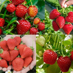 Kiwano vine seeds for trellis and vertical gardening