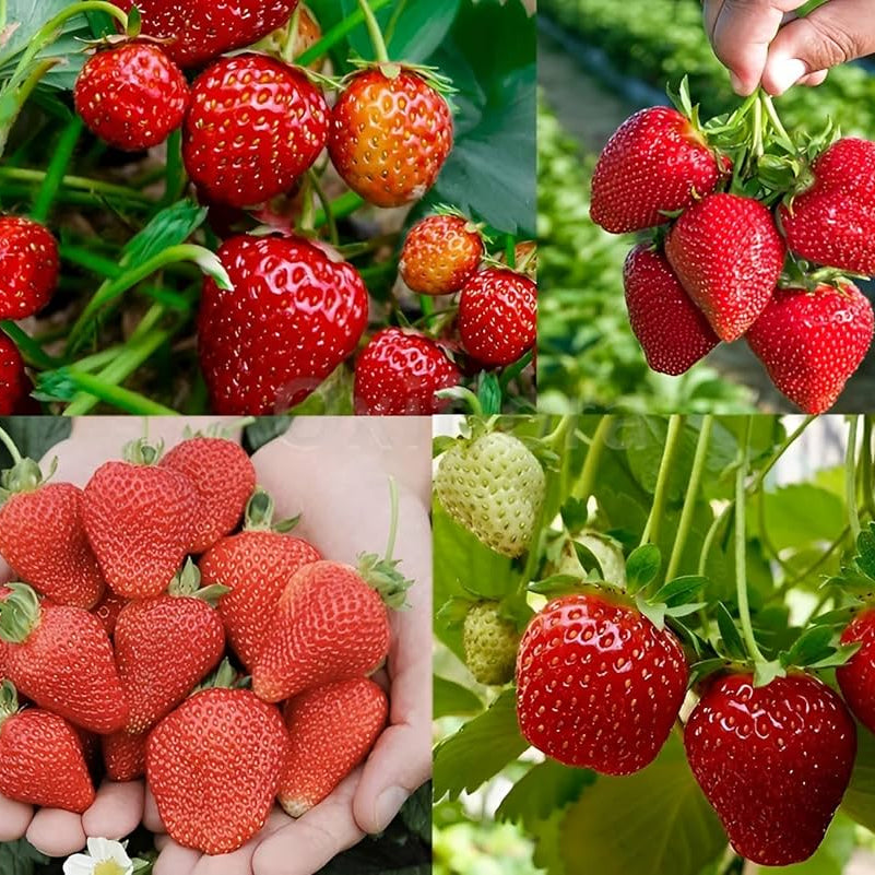 Kiwano vine seeds for trellis and vertical gardening