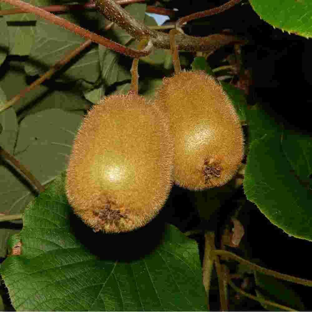Kiwi climber seeds for trellis growing