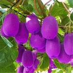 Kiwi Plant Seeds Violet Variety for Garden Vine Growing