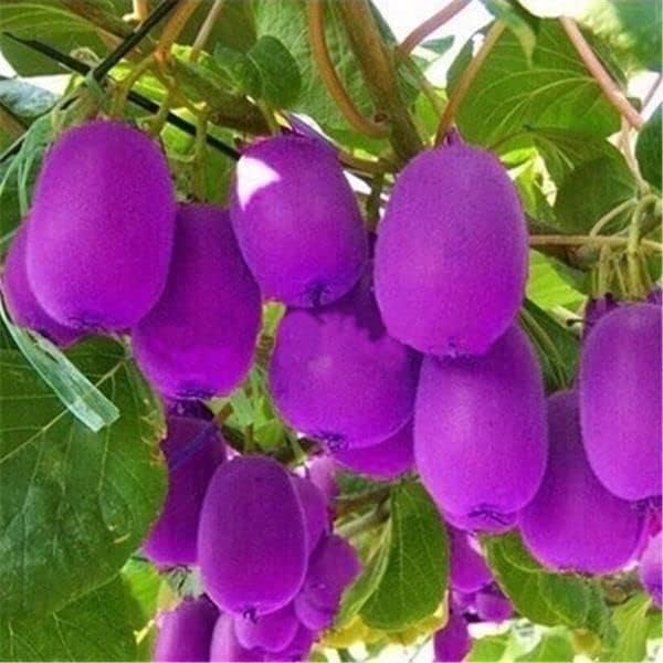 Kiwi Plant Seeds Violet Variety for Garden Vine Growing