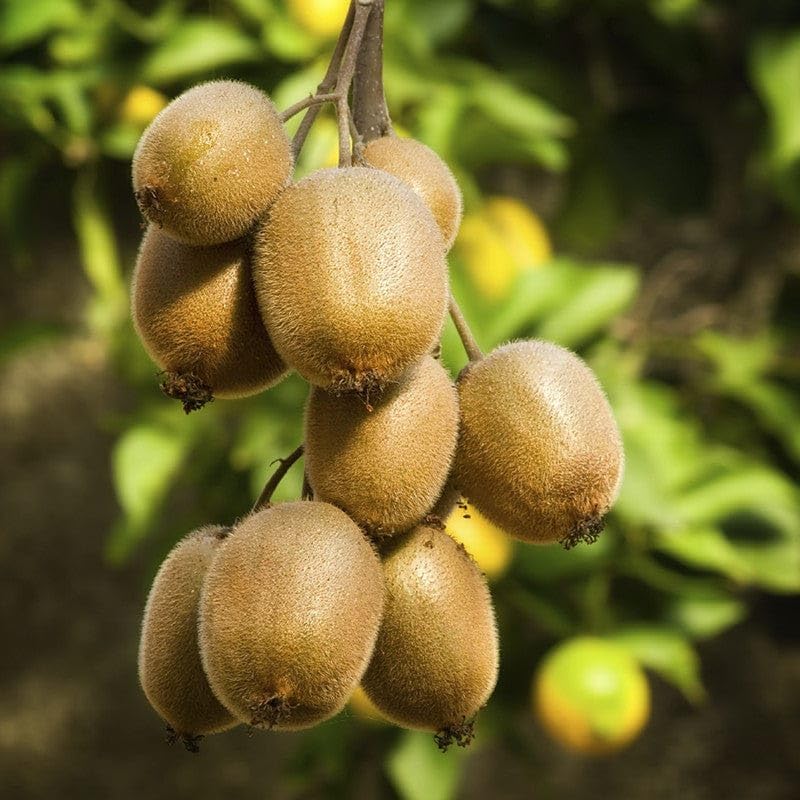 Kiwi seeds for planting climbing vine
