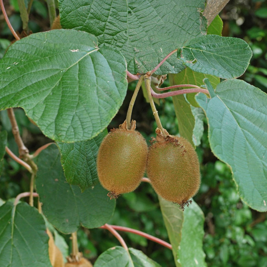 Kiwi vine seeds ideal for vertical garden structures