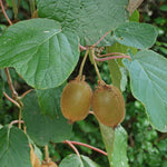 Kiwi vine seeds ideal for vertical garden structures