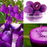 Kiwi vine seeds Purple Heart variety for garden growing