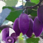Kiwi Vine Seeds for Strong Garden Growth