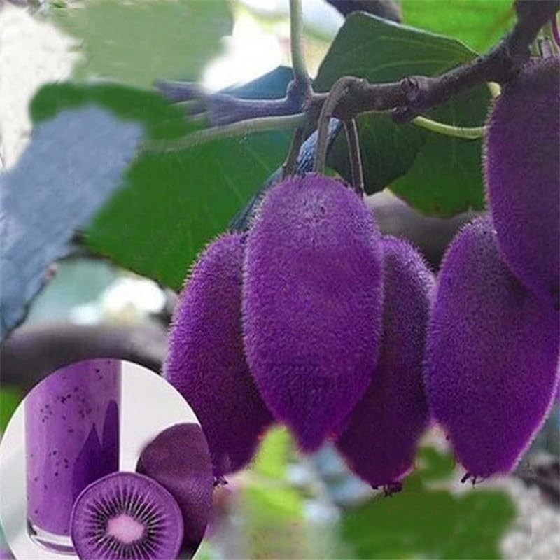 Kiwi Vine Seeds for Strong Garden Growth
