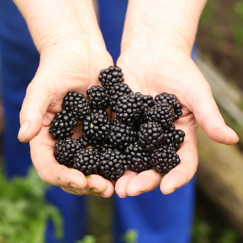 Mulberry (Morus spp.) Seeds