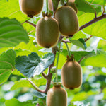 Kiwifruit vine seeds for home garden