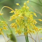 Kleine Gelbe Zwiebel Seeds – Decorative Allium flavum with Yellow Blooms - Dharaseeds