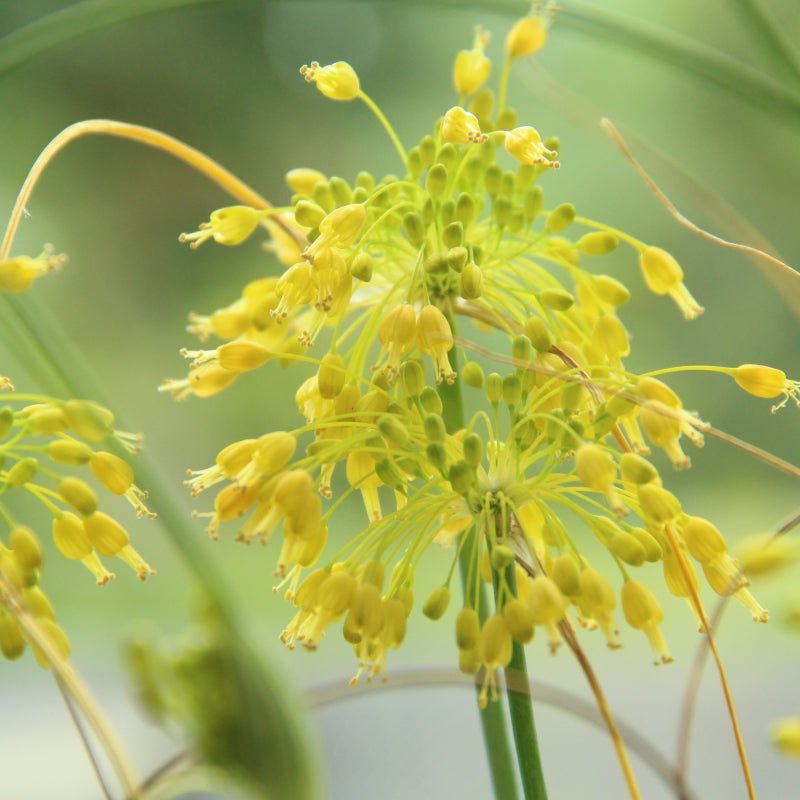 Kleine Gelbe Zwiebel Seeds – Decorative Allium flavum with Yellow Blooms - Dharaseeds