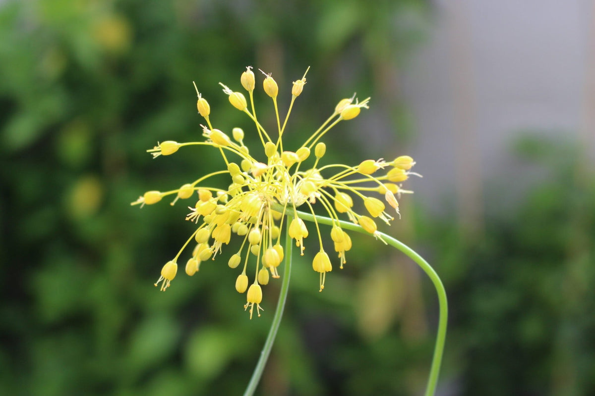 Kleine Gelbe Zwiebel Seeds – Decorative Allium flavum with Yellow Blooms - Dharaseeds