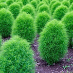 Burning Bush Kochia seeds for compact hedge and border planting