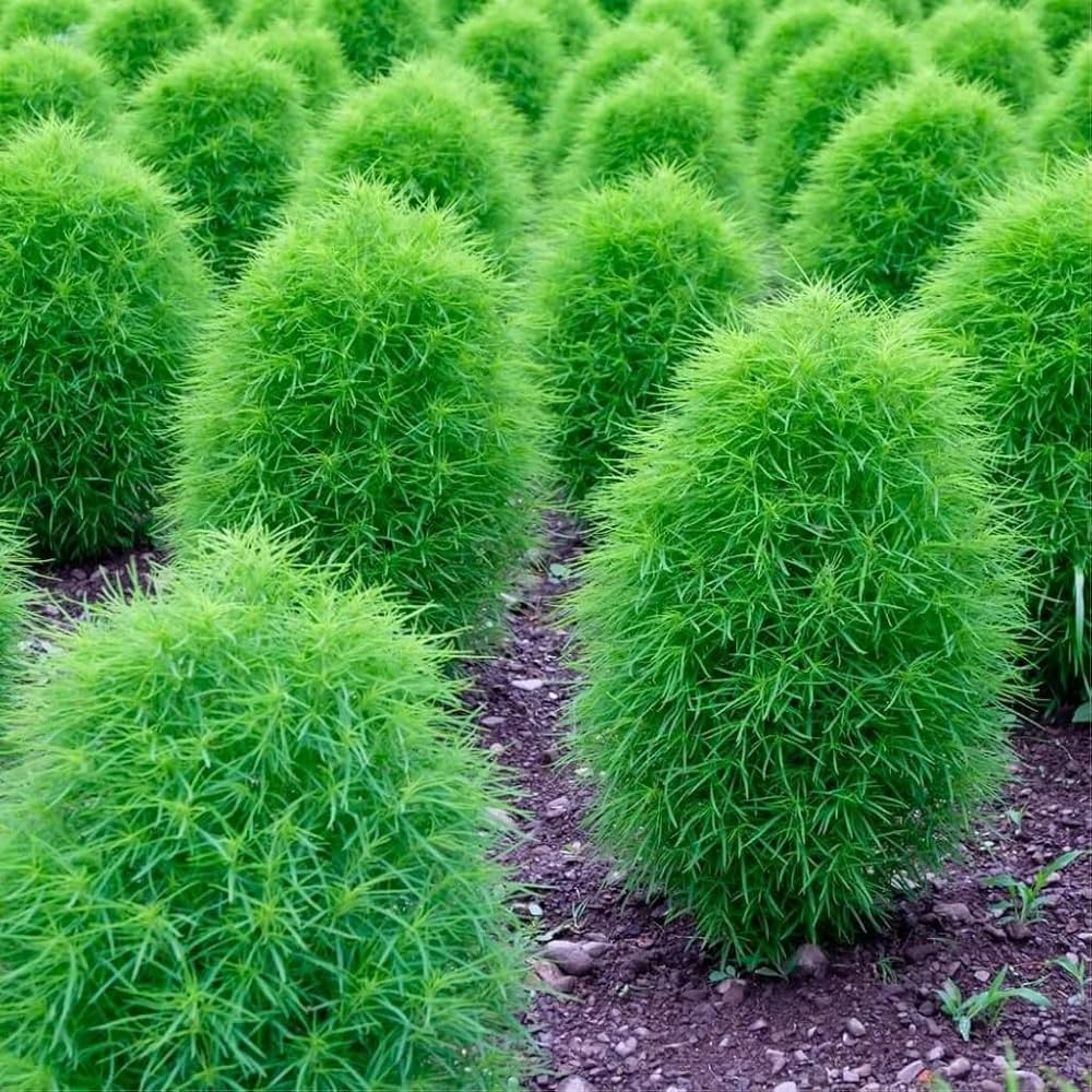 Burning Bush Kochia seeds for compact hedge and border planting