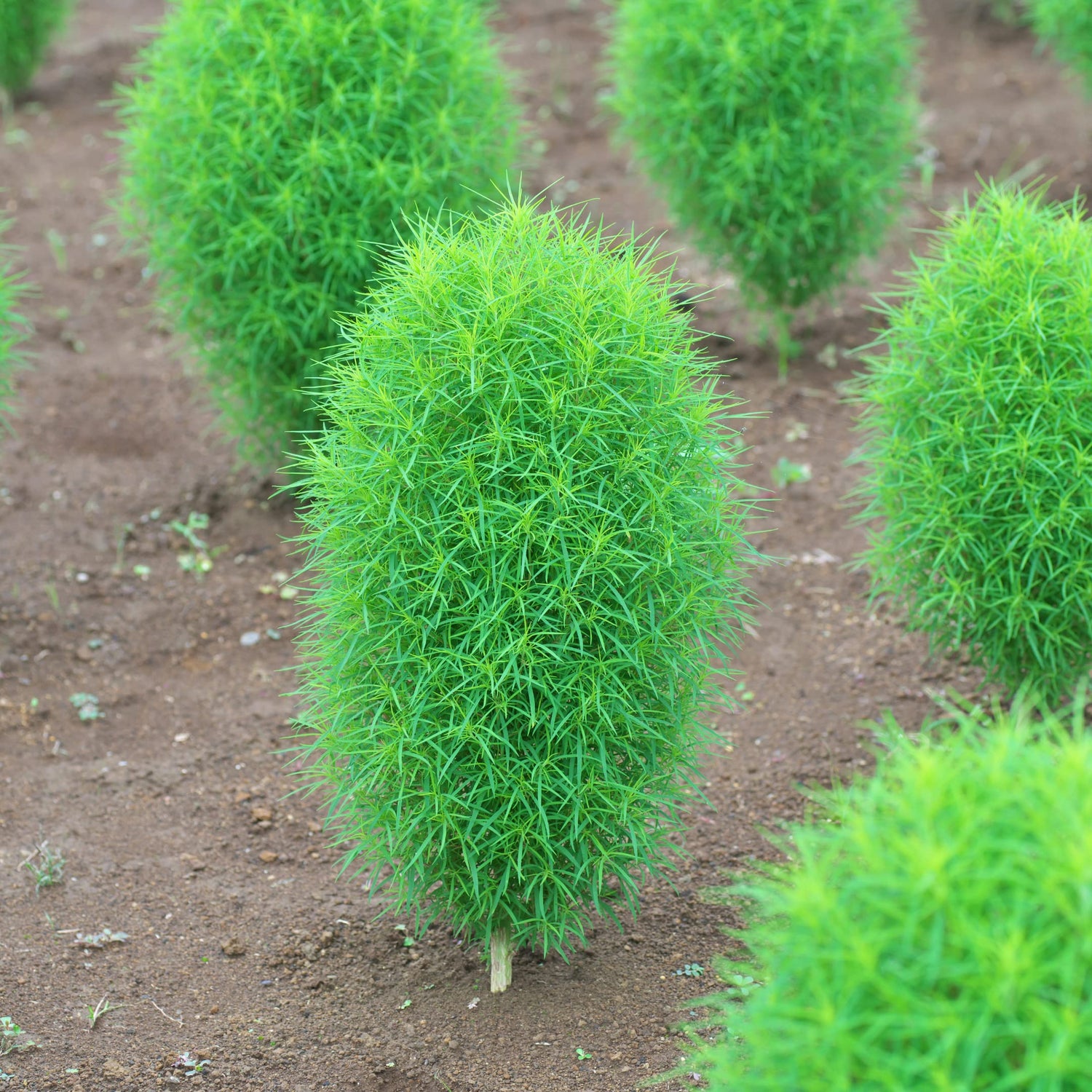 Kochia seeds for Summer Cypress Burning Bush ornamental landscaping