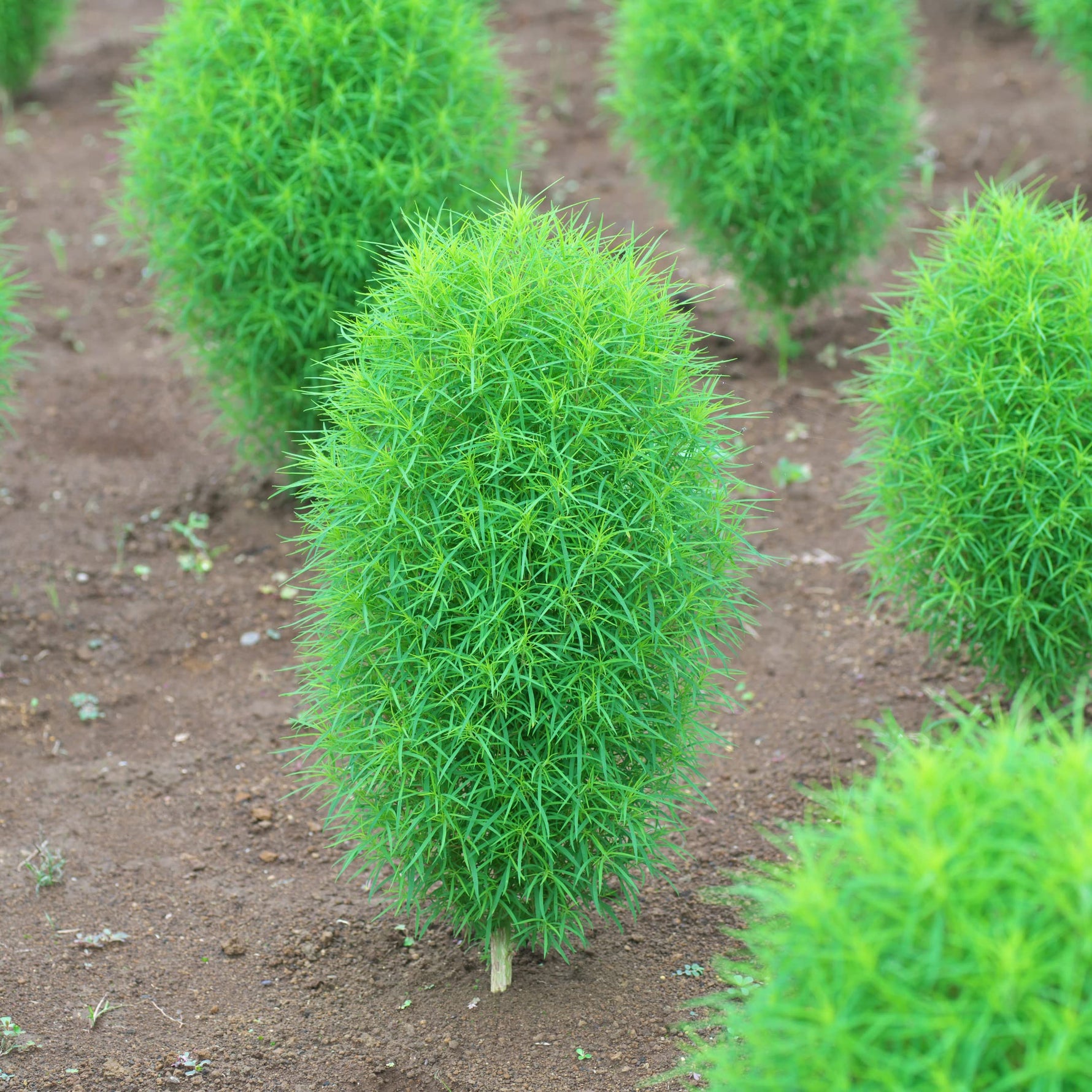 Kochia seeds for Summer Cypress Burning Bush ornamental landscaping