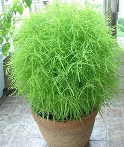 Kochia Burning Bush Open Pollinated heirloom non-gmo garden seeds