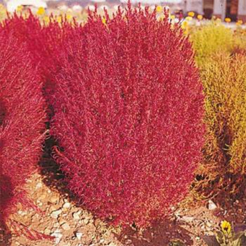 Burning Bush Compact Foliage Plant Seeds