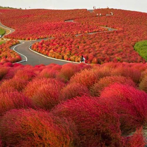 Burning Bush Compact Foliage Plant Seeds