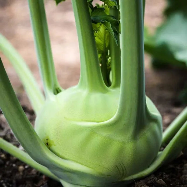 KOHLRABI SEEDS, DELICACY WHITE