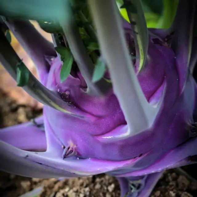 Kohlrabi Seeds, Early Purple Vienna