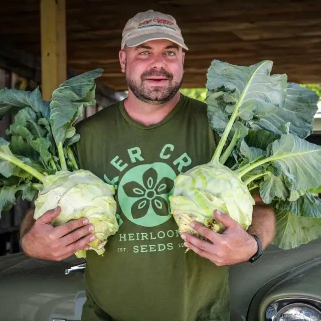 KOHLRABI SEEDS, SUPERSCHMELZ OR GIANT WHITE