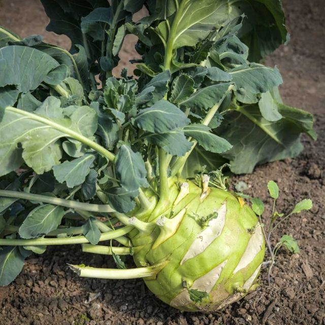 KOHLRABI SEEDS, SUPERSCHMELZ OR GIANT WHITE