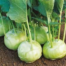 Kohlrabi Vegetable Seeds for Planting - 100 Pcs pcs - Dharaseeds