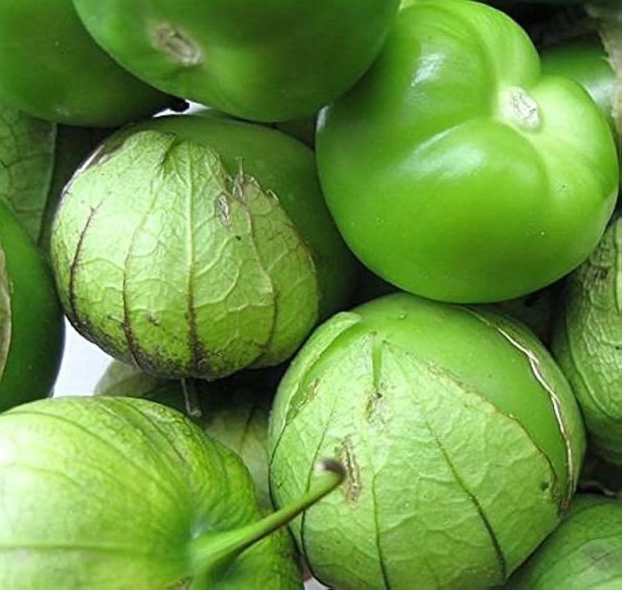 Konditer Tomatillo Seeds – Sweet Husk Tomato for Salsa and Culinary Use - Dharaseeds