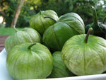 Konditer Tomatillo Seeds – Sweet Husk Tomato for Salsa and Culinary Use - Dharaseeds