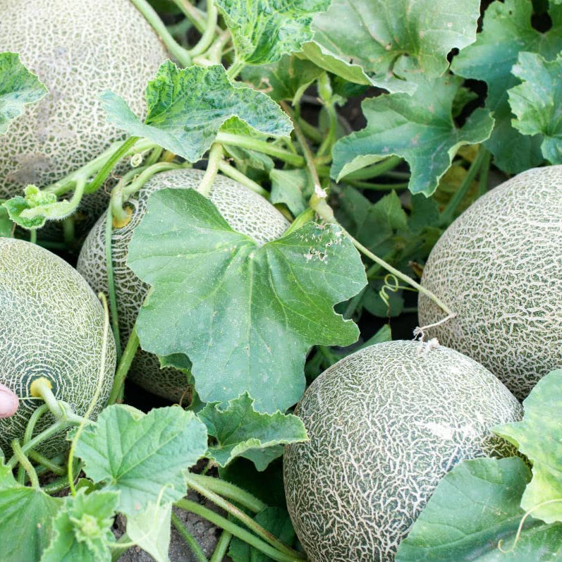 High germination Korean Musk Melon seeds for home garden
