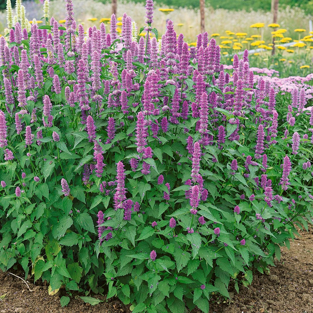 Agastache Rugosa Herb Seeds