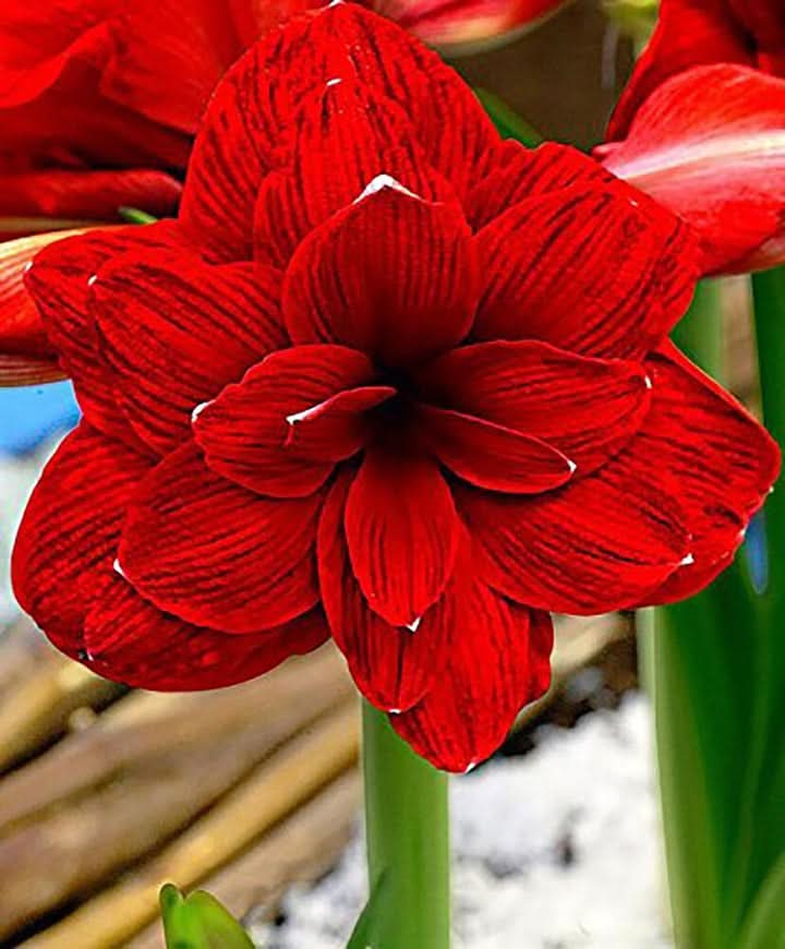 Red Amaryllis Flower Seeds for Planting | Heirloom, Non-GMO, Organic Garden Blooms