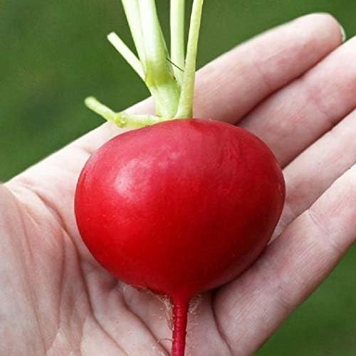 Krasnyy Velikan Red Giant Radish Seeds – Heirloom Root Crop with Crisp Texture - Dharaseeds
