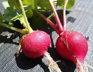Krasnyy Velikan Red Giant Radish Seeds – Heirloom Root Crop with Crisp Texture - Dharaseeds