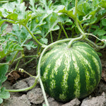 Krymson svyt anguria seeds for planting