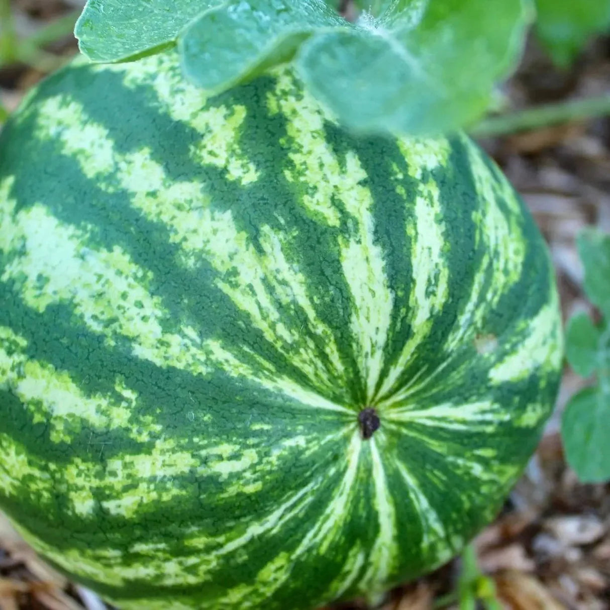 Krymson svyt watermelon seeds for home garden