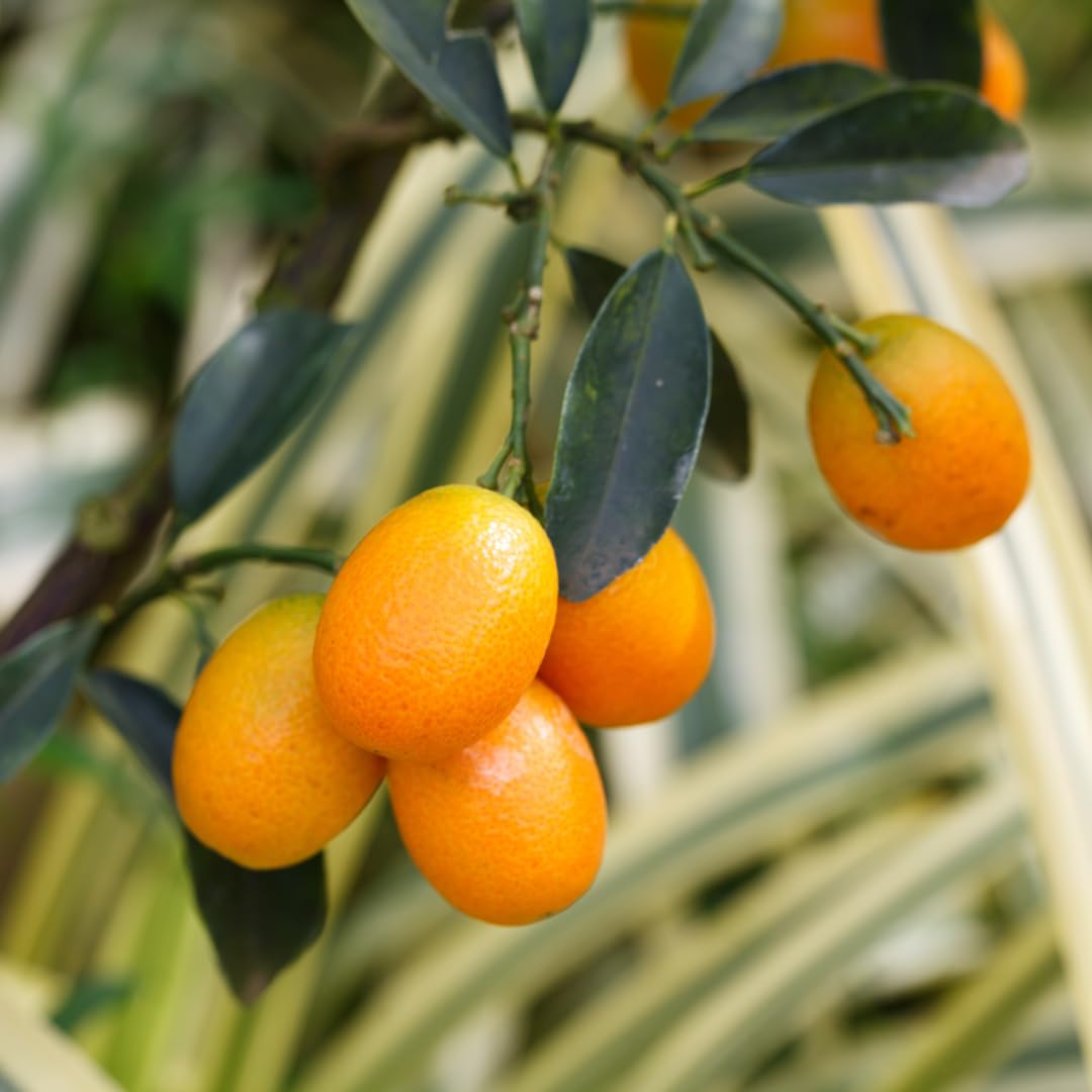 Non-GMO red kumquat fruit seeds for home gardening