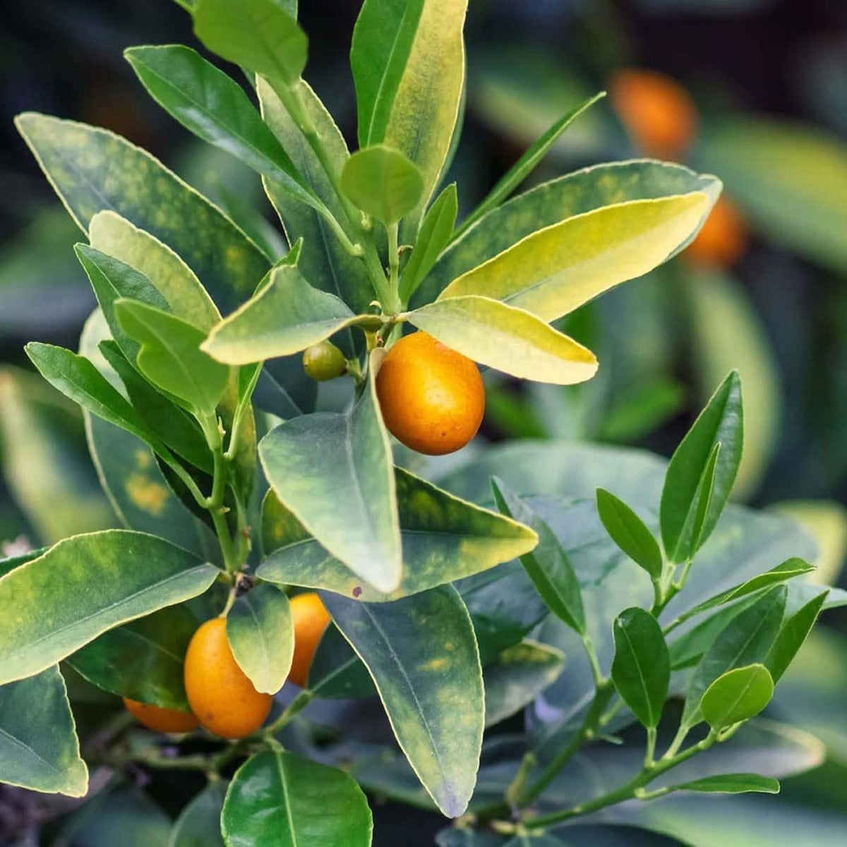 Kumquat seedling growth stages from premium Kumquat Orange seeds
