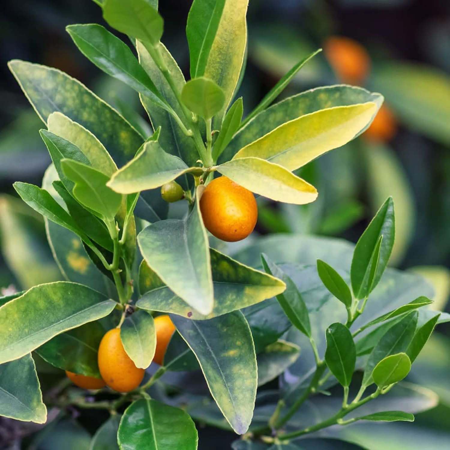 Kumquat seedling growth stages from premium Kumquat Orange seeds