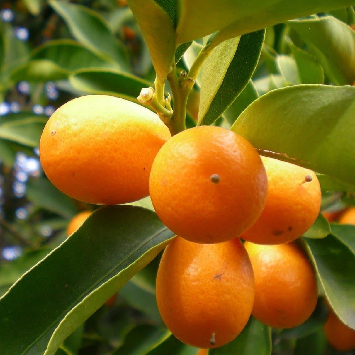 Kumquat Orange seeds ideal for container gardening and citrus plants
