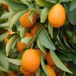 Kumquat plants for home garden grown from seeds