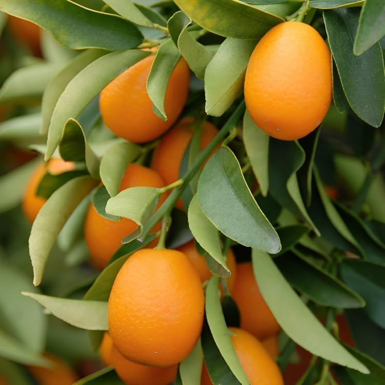 Kumquat plants for home garden grown from seeds
