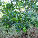 Kumquat seeds germination and planting guide for beginners